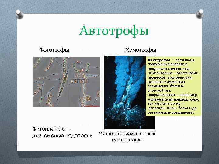 Низшие растения хемотрофы