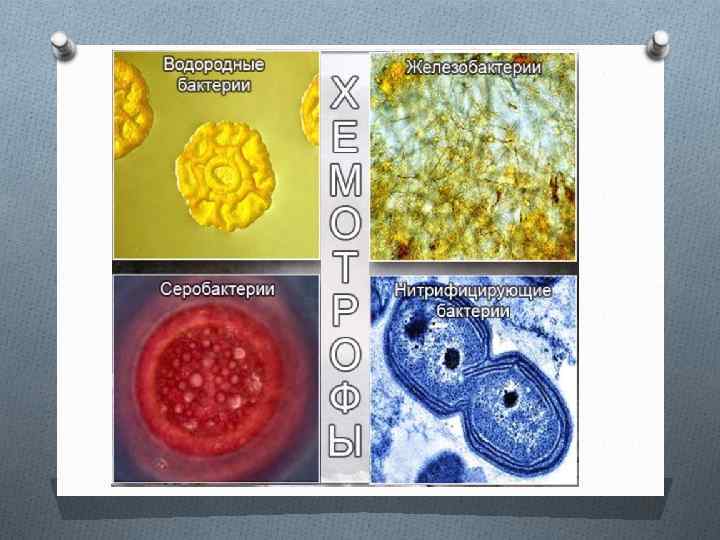 Организмы хемосинтетики. Водородные бактерии хемотрофы. Хемосинтезирующие бактерии. Бактерии хемосинтетики примеры. Водородные бактерии хемосинтез.