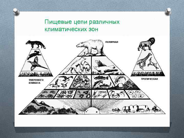 Пищевые цепи различных климатических зон 