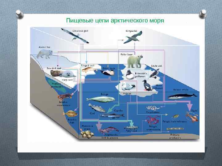 Пищевые цепи арктического моря 