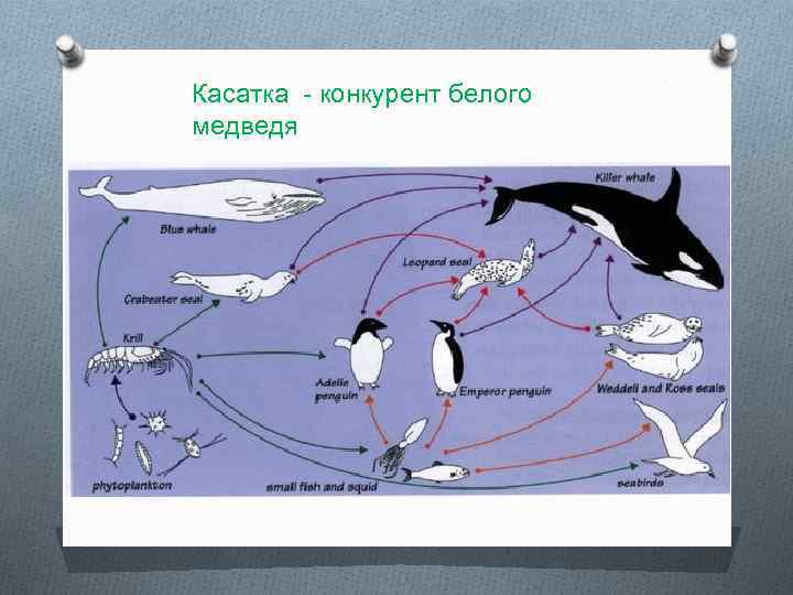 Касатка - конкурент белого медведя 