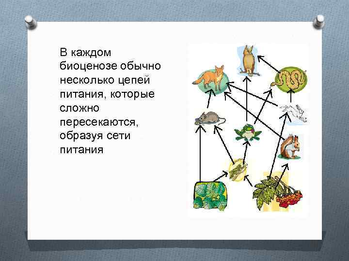 В каждом биоценозе обычно несколько цепей питания, которые сложно пересекаются, образуя сети питания 