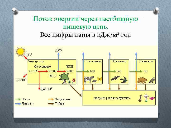 Предложите схему показывающую перенос энергии в экосистеме