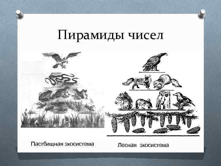 Пирамиды чисел Пастбищная экосистема Лесная экосистема 