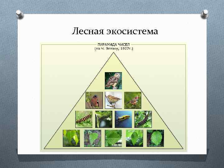 Лесная экосистема 