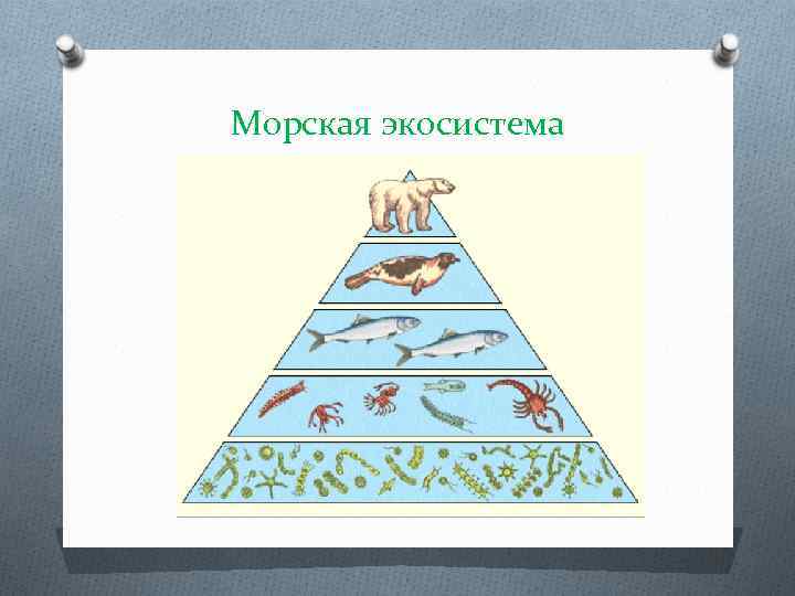 Морская экосистема 