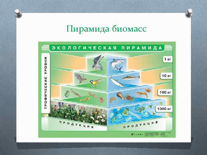 Пирамида биомасс 