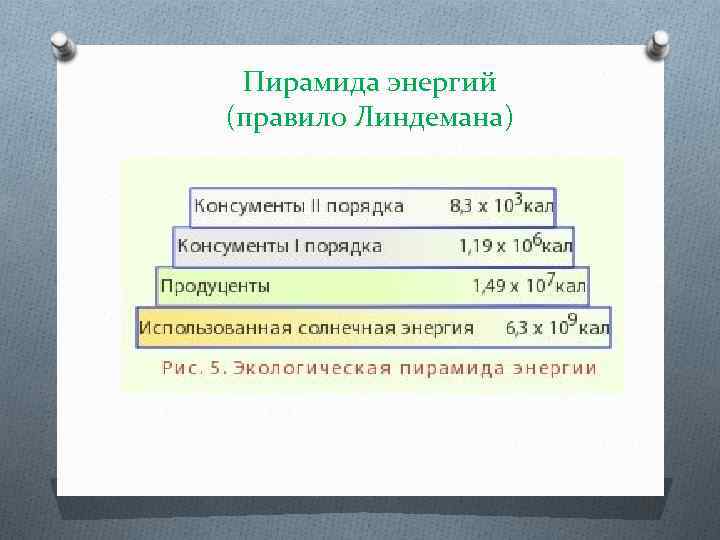 Пирамида энергий (правило Линдемана) 