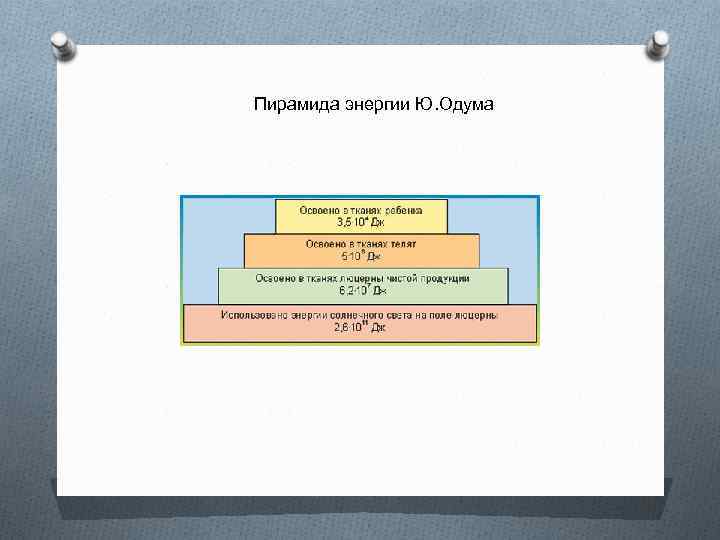 Пирамида энергии Ю. Одума 