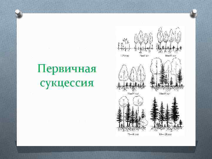 Первичная сукцессия 