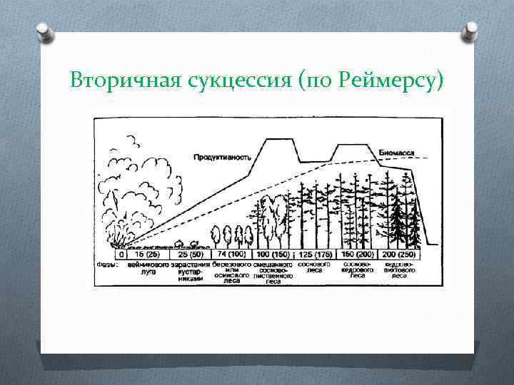 Вторичная сукцессия (по Реймерсу) 