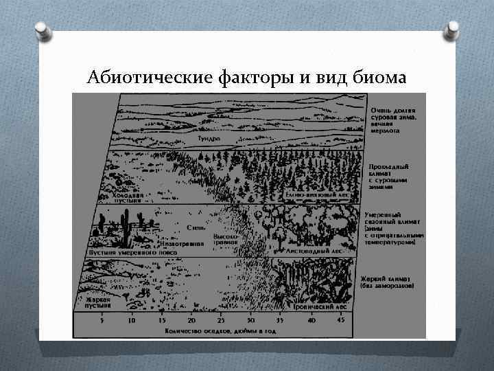Абиотические факторы и вид биома 