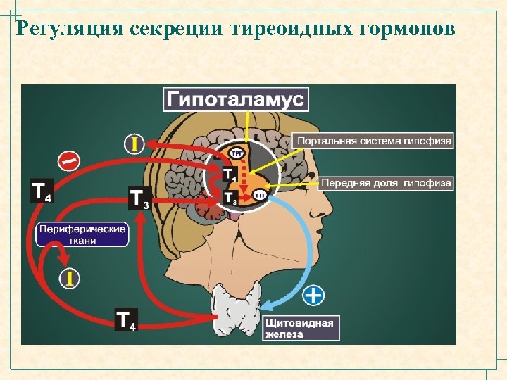Регуляция секреции тиреоидных гормонов 
