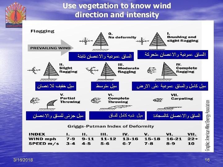  Use vegetation to know wind direction and intensity ﺍﺍﻟﺴﺎﻕ ﻋﻤﻮﺩﻳﺔ ﻭﺍﻻﻏﺼﺎﻥ ﻣﺘﺤﺮﻛﺔ ﺍﻟﺴﺎﻕ