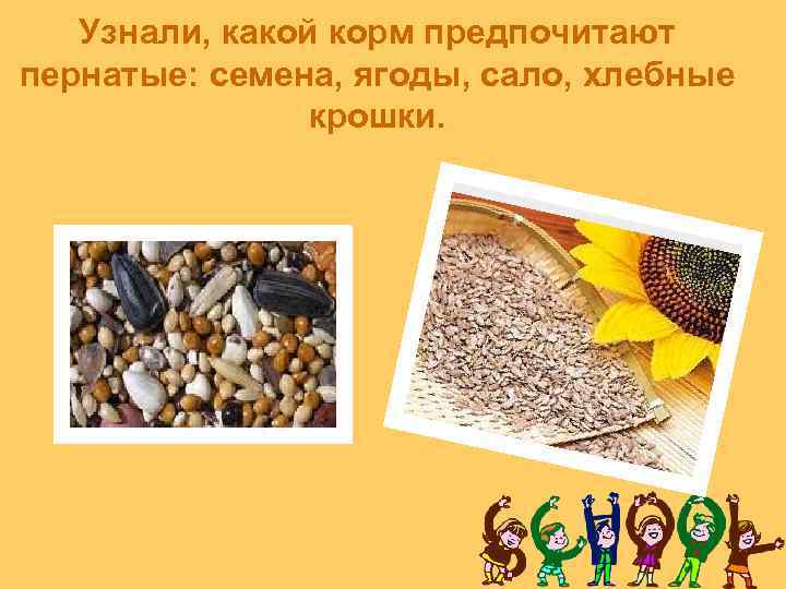 Узнали, какой корм предпочитают пернатые: семена, ягоды, сало, хлебные крошки. 