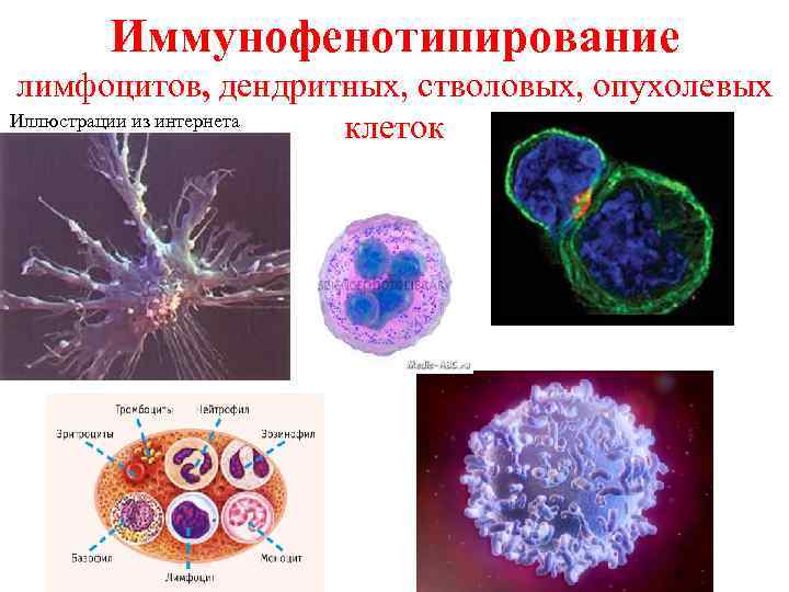 Иммунофенотипирование лимфоцитов, дендритных, стволовых, опухолевых Иллюстрации из интернета клеток 