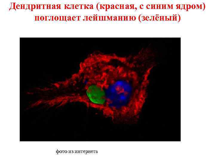 Дендритная клетка (красная, с синим ядром) поглощает лейшманию (зелёный) фото из интернета 