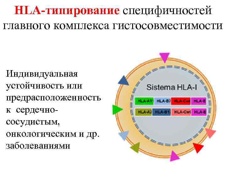 HLA-типирование специфичностей главного комплекса гистосовместимости Индивидуальная устойчивость или предрасположенность к сердечнососудистым, онкологическим и др.