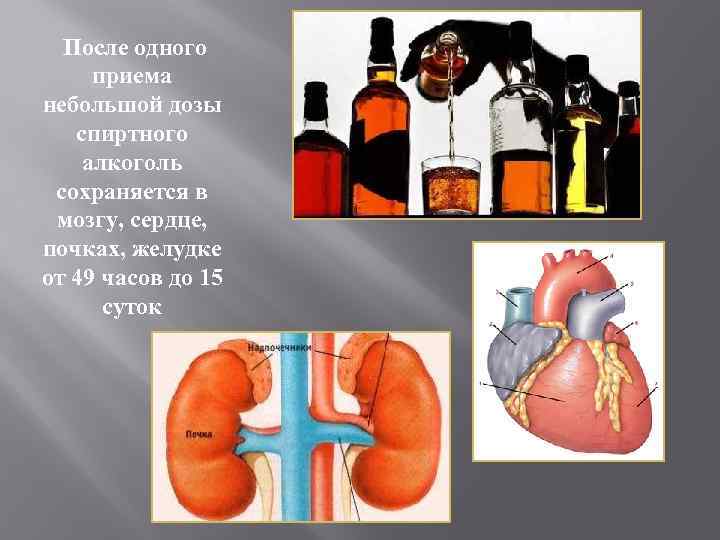 После одного приема небольшой дозы спиртного алкоголь сохраняется в мозгу, сердце, почках, желудке от