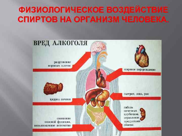 ФИЗИОЛОГИЧЕСКОЕ ВОЗДЕЙСТВИЕ СПИРТОВ НА ОРГАНИЗМ ЧЕЛОВЕКА. 