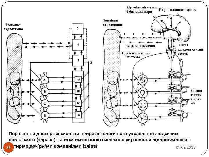 Порівняння двомірної системи нейрофізіологічного управління людським організмом (зправа) з автоматизованою системою управління підприємством з