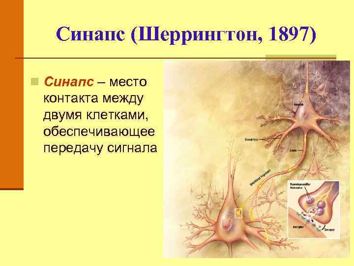 Синапс (Шеррингтон, 1897) n Синапс – место контакта между двумя клетками, обеспечивающее передачу сигнала