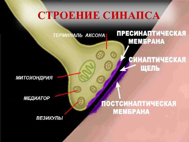 СТРОЕНИЕ СИНАПСА 