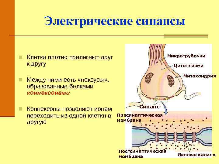 Электрические синапсы Микротрубочки n Клетки плотно прилегают друг к другу Цитоплазма Митохондрия n Между