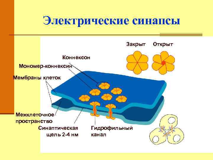 Электрические синапсы Закрыт Коннексон Мономер-коннексин Мембраны клеток Межклеточное пространство Синаптическая щель 2 -4 нм