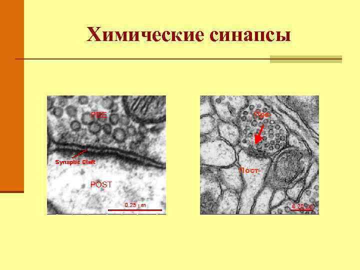 Химические синапсы Пре- Пост- 