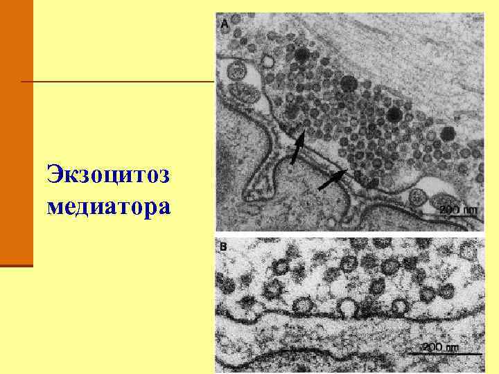 Экзоцитоз медиатора 