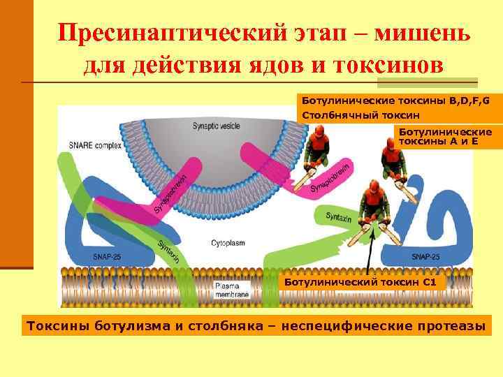 Пресинаптический этап – мишень для действия ядов и токсинов Ботулинические токсины B, D, F,