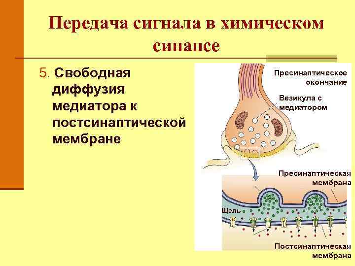 Схема строения и передачи сигнала в химическом синапсе