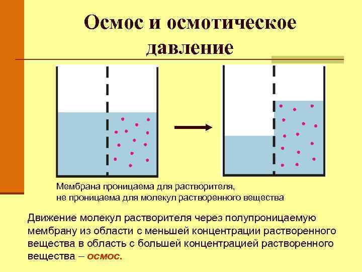 Осмос картинка биология