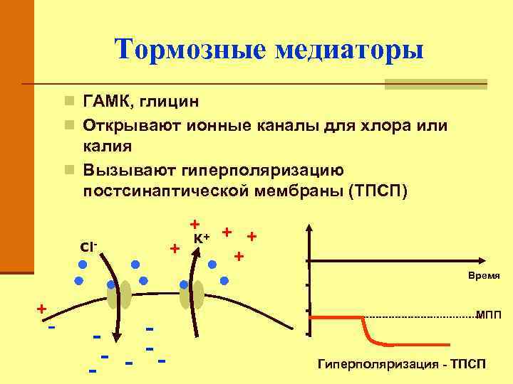 Тормозные медиаторы n ГАМК, глицин n Открывают ионные каналы для хлора или калия n