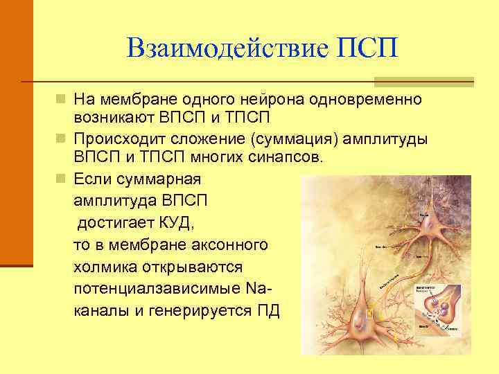 Взаимодействие ПСП n На мембране одного нейрона одновременно возникают ВПСП и ТПСП n Происходит