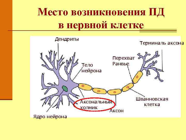 Место возникновения ПД в нервной клетке Дендриты Терминаль аксона Тело нейрона Перехват Ранвье Аксональный