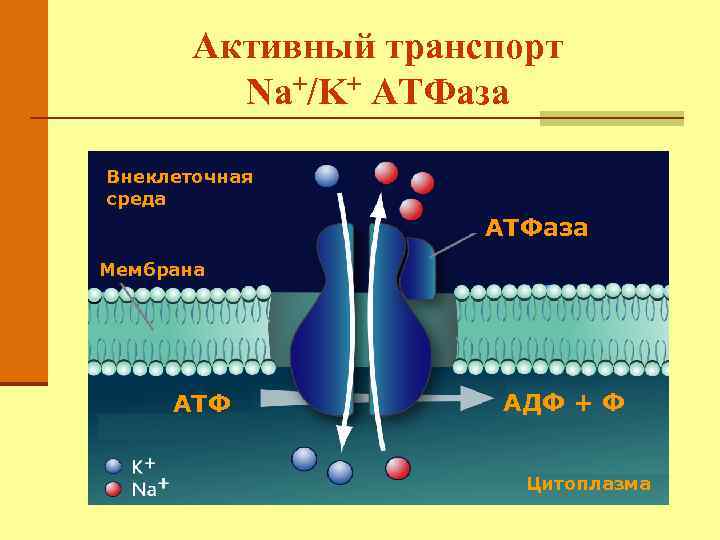 Схема строения ионов натрия