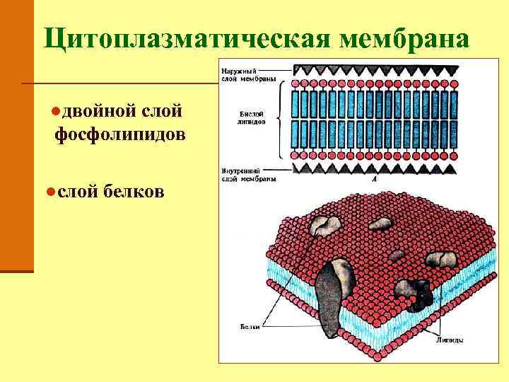 Цитоплазматическая мембрана. Цитоплазматическая мембрана слои. Цитоплазматическая мембрана грибов строение. Цитоплазматическая мембрана 3х слойная. Цитоплазматическая мембрана 3 слоя 2л + б.