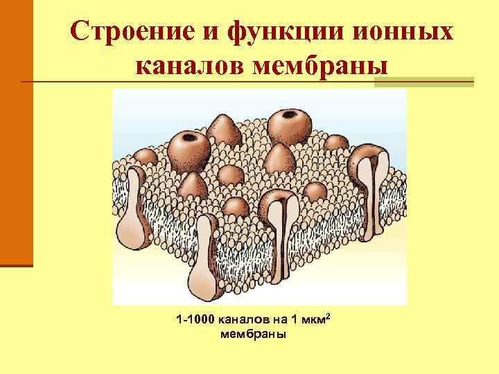 Каналы мембраны. Функции ионных каналов физиология. Строение и функции ионных каналов. Функции каналов в мембране. Механическая функция биологической мембраны.