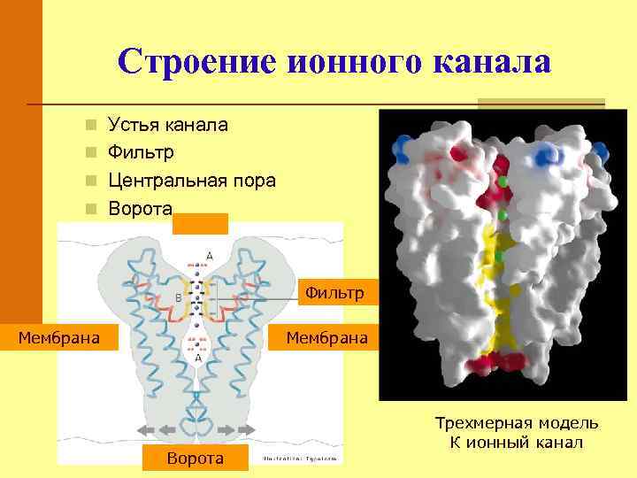 Строение ионного канала n Устья канала n Фильтр n Центральная пора n Ворота Фильтр