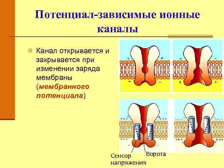 Потенциал-зависимые ионные каналы n Канал открывается и закрывается при изменении заряда мембраны (мембранного потенциала)