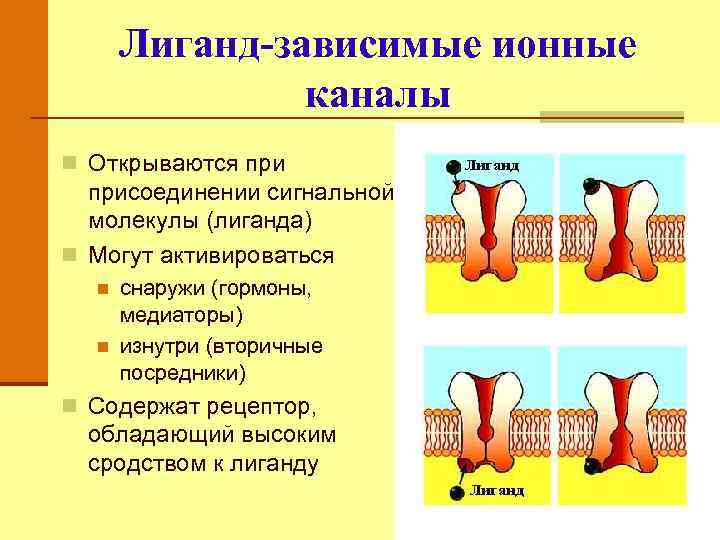 Лиганд-зависимые ионные каналы n Открываются присоединении сигнальной молекулы (лиганда) n Могут активироваться n n