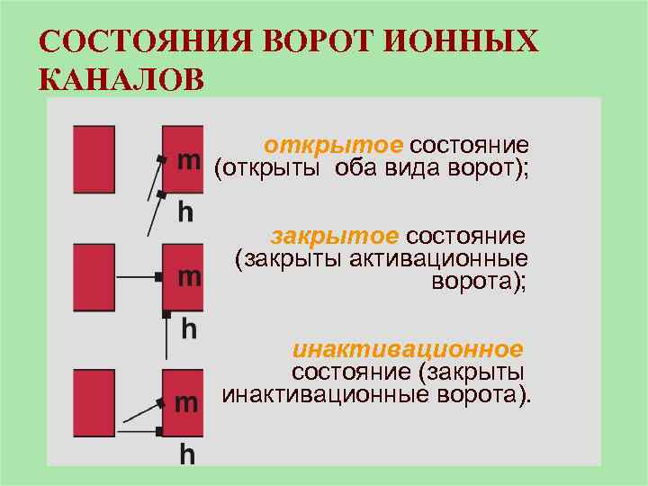 Раскрыть состояние. Состояния ворот ионных каналов. Воротный механизм ионных каналов. Инактивационные ворота. Виды ионных каналов наличие ворот.