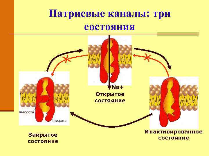 Строение канала