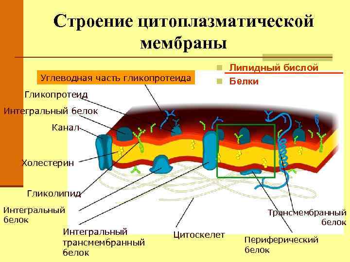 Проницаемость цитоплазматической мембраны