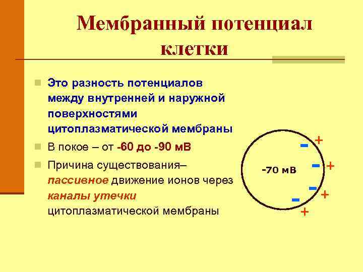 Измерение мембранного потенциала