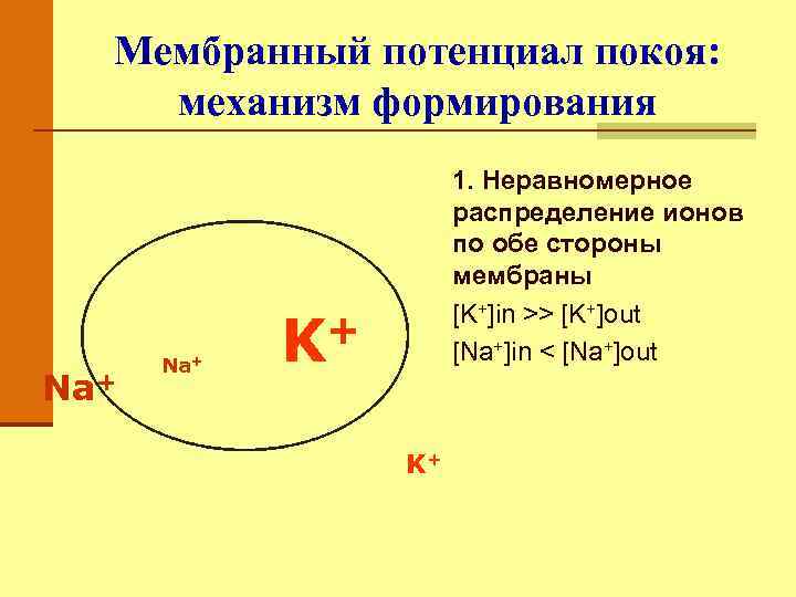 Мембранный потенциал покоя