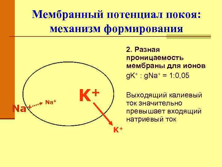 Механизм формирования мембранного потенциала