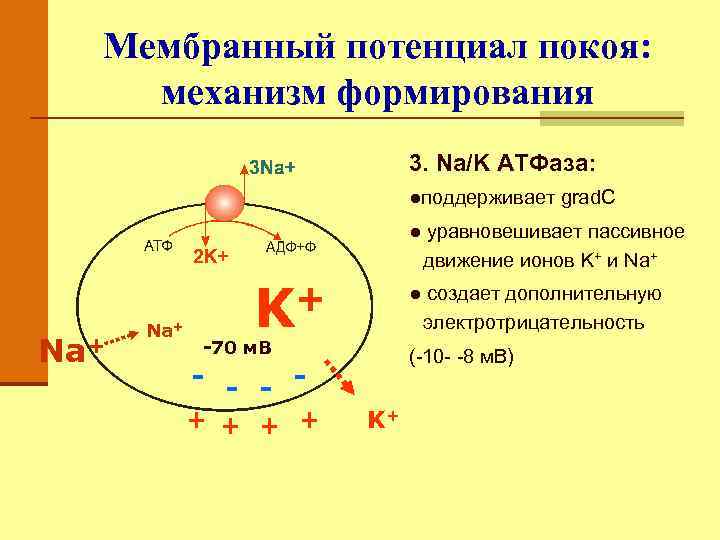 Создание потенциала. Механизм возникновения мембранного потенциала покоя. Механизм развития мембранного потенциала. Каковы механизмы формирования мембранного потенциала покоя. Перечислите механизмы формирования мембранного потенциала покоя.